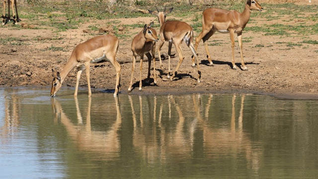 南非姆库兹野生动物保护区的水坑里的黑斑羚视频素材
