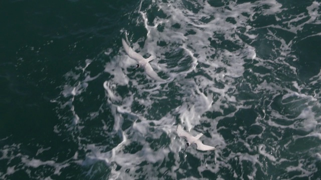 海鸥在蔚蓝的海面上飞翔视频素材
