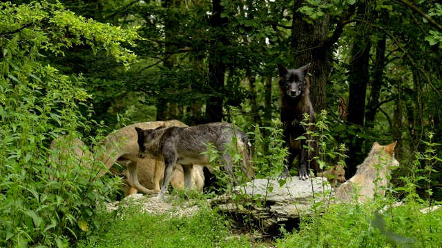 狼，一群狼和小狗视频素材