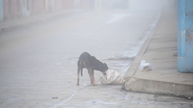 古巴圣克拉拉，一只流浪狗打碎了一个垃圾袋视频下载