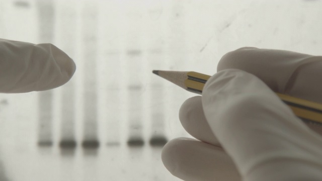 实验室DNA分析:基因研究视频素材