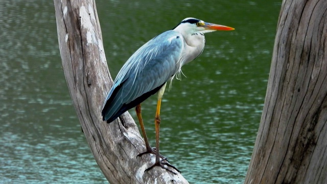 鸟儿栖息在以湖水为背景的树枝上视频下载