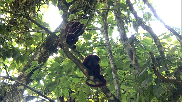 吼猴在枝繁叶茂的树上栖息时抓挠。视频下载