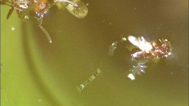 两只虫子在水缸里搏斗。视频下载