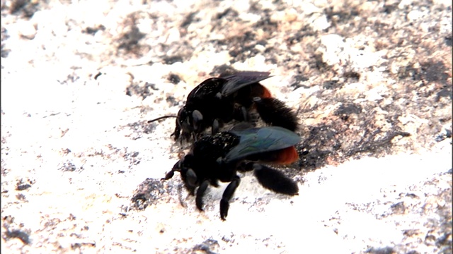 黑蜜蜂在岩石地上爬行。视频素材