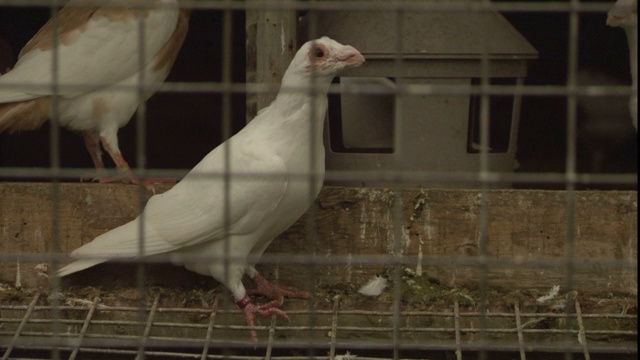 鸽子栖息在笼子里。视频下载