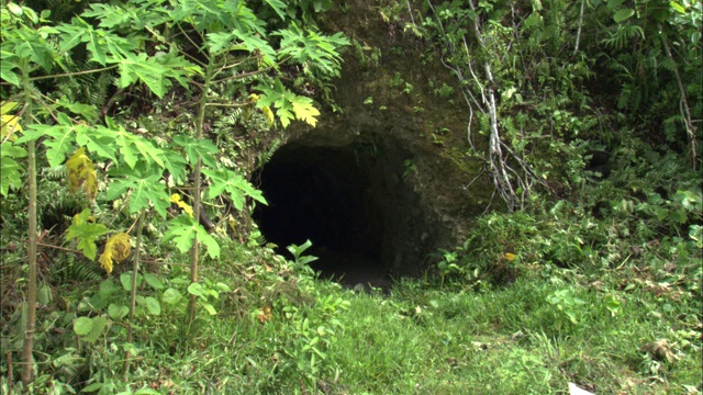 帕劳丛林中，茂密的植被围绕着一个洞穴。视频下载