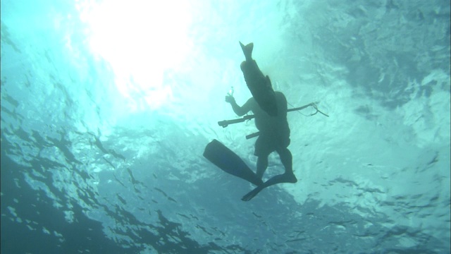 一个用鱼叉捕鱼的人在水下奋力捕捉一条鱼。视频下载