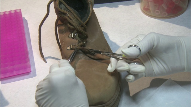 一位科学家从一只靴子上剪下一段鞋带。视频下载