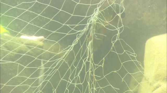 一条小鱼被卡在了坦噶尼喀湖的一张网里。视频下载