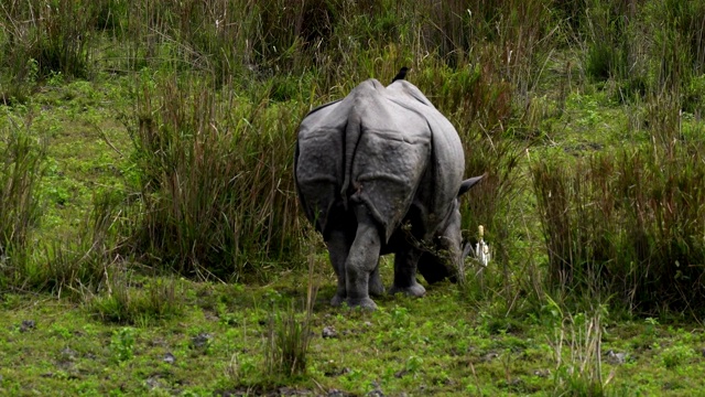 一只印度角犀牛(独角犀牛)在草原上吃草视频下载