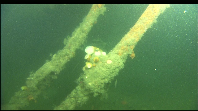 海洋生物覆盖了波特兰号沉没的残骸。视频下载