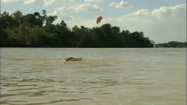 一只鳄鱼从河里跳出来扑向一块诱饵。视频素材