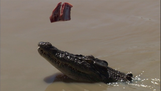 一条咸水鳄鱼咬住了绳子上的诱饵。视频下载