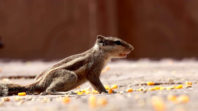 印度棕榈松鼠或三条纹棕榈松鼠(Funambulus palmarum)是一种鼠科啮齿类动物，自然发现于印度(文迪雅南部)和斯里兰卡。视频素材