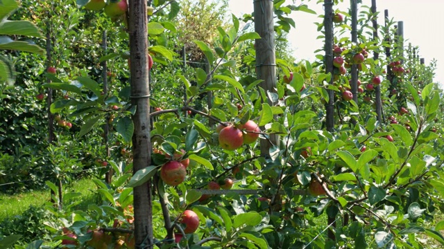 新鲜的苹果在花园里视频下载