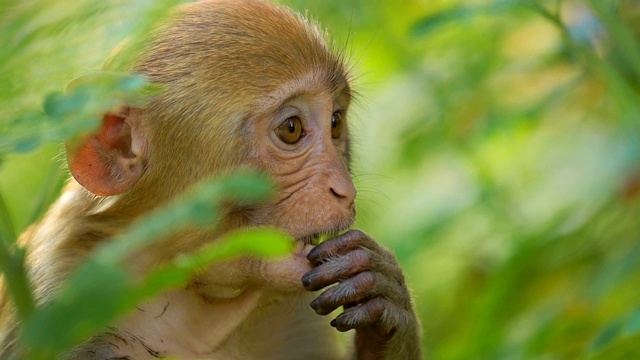 猕猴(猕猴)慢动作是最著名的物种之一的旧世界猴子。印度拉贾斯坦邦的Ranthambore国家公园视频下载