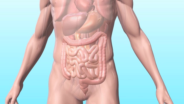 肠道的三维通道视频素材