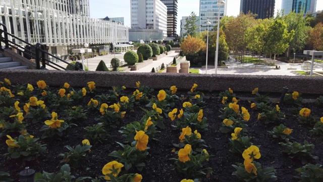一个城市里种植花卉的4K视频视频下载