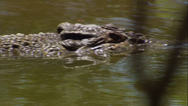 鳄鱼在浑浊的水中游泳。视频素材