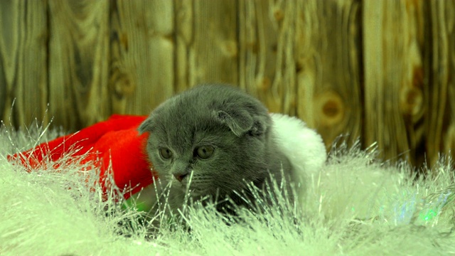 苏格兰灰色小猫在玩圣诞装饰品视频素材