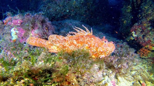 水下海洋生物蝎子鱼安静地靠近镜头视频素材