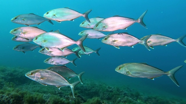 海底生物杰克鱼在浑浊的水中游泳-在马略卡岛潜水视频下载