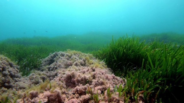 POV水肺潜水在地中海的绿色波西多尼亚海藻田视频素材