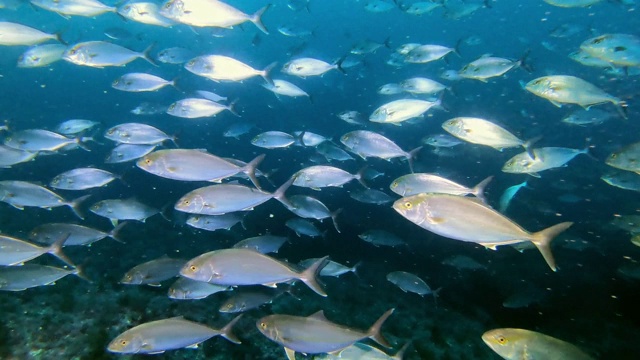 小杰克鱼在浑浊的水中游动。在西班牙马略卡岛潜水视频下载