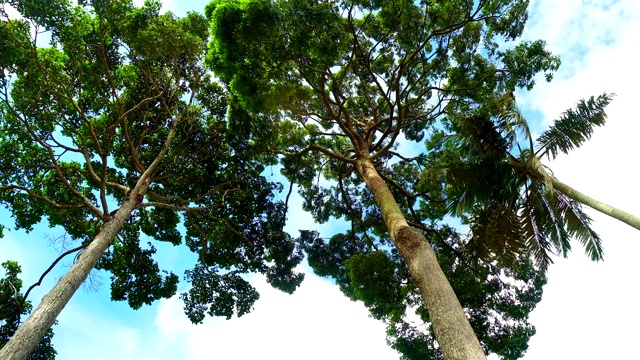 在热带雨林的树木的镜头蚂蚁的眼睛大树枝吹在夏天的一天蓝色的天空背景视频素材