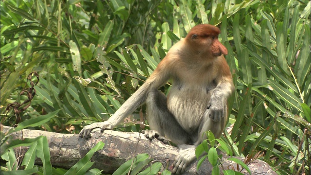 一只长鼻猴坐在树枝上和它握手。视频下载