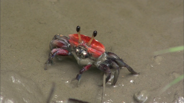 一只红蟹在潮湿的沙子里挖洞。视频素材