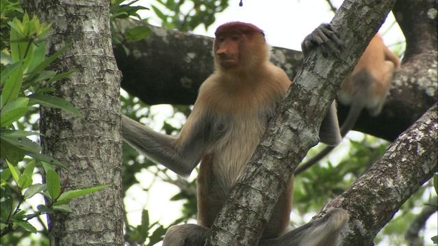 长鼻猴在树上玩耍。视频下载