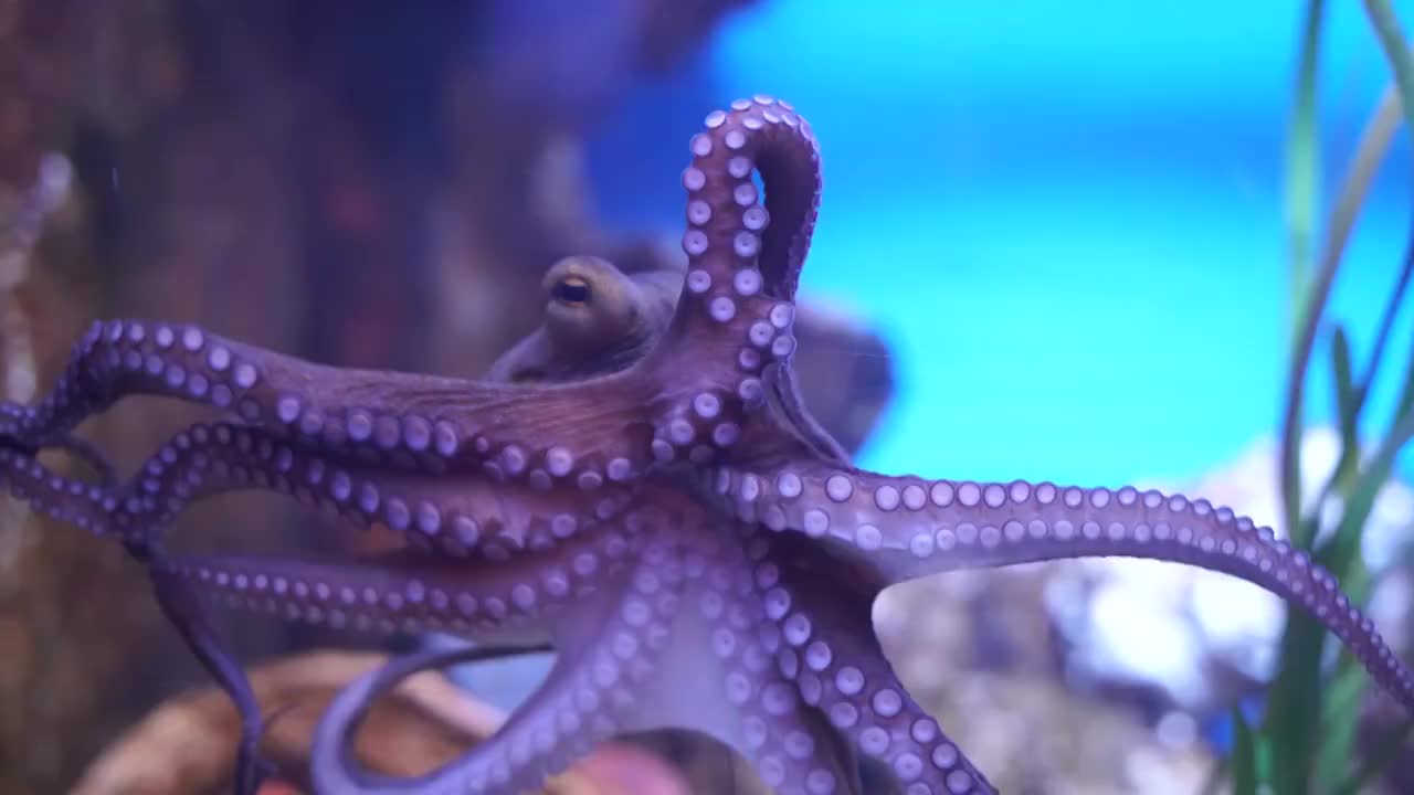 Octopus-close起来视频素材