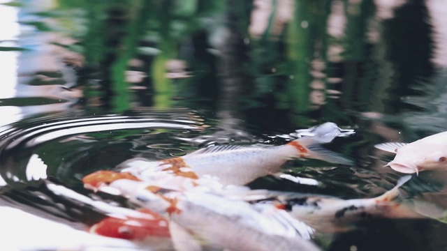 五颜六色的锦鲤在清澈的池塘里游泳。在家里养鱼是为了放松。视频素材