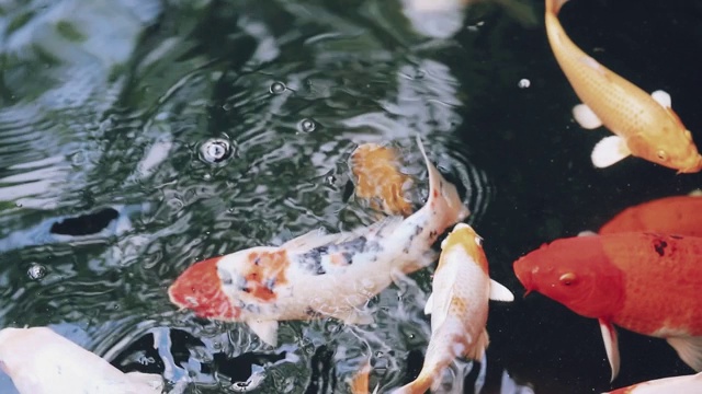 五颜六色的锦鲤在清澈的池塘里游泳。在家里养鱼是为了放松。视频素材