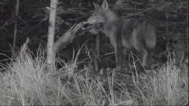 在阿巴拉契亚森林里，一只土狼标记着一片草地空地。视频下载