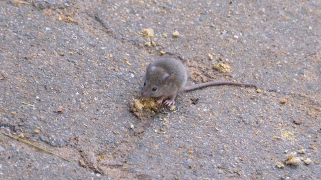 老鼠在地上的广角镜头视频素材