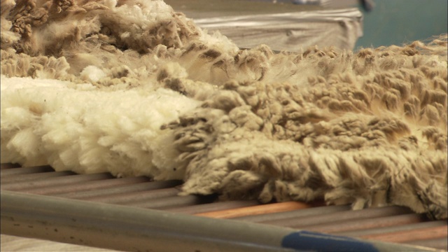 羊毛被扔在羊毛桌上。视频下载