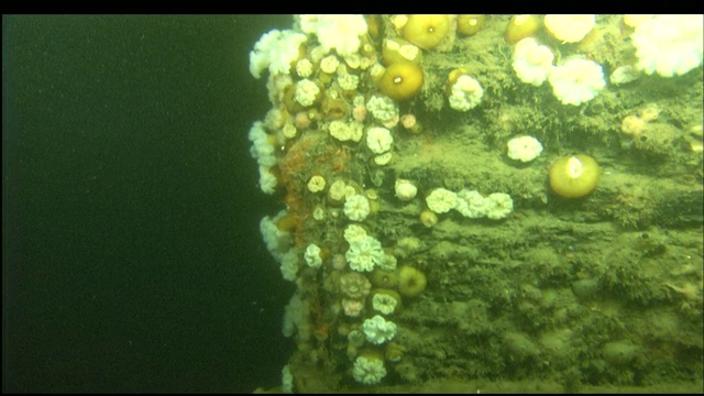 水藻和藤壶覆盖了失事的波特兰号。视频下载
