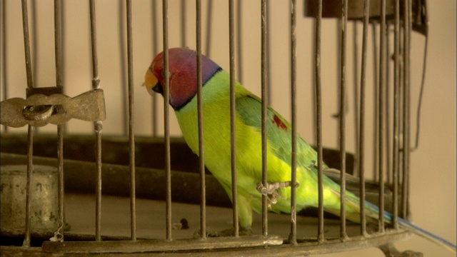一只长尾小鹦鹉用嘴从笼子的侧面爬下来。视频下载