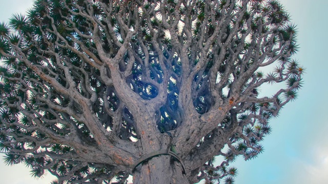 特内里费岛伊科德·德·洛斯维诺斯著名的千年龙树。金丝雀视频素材