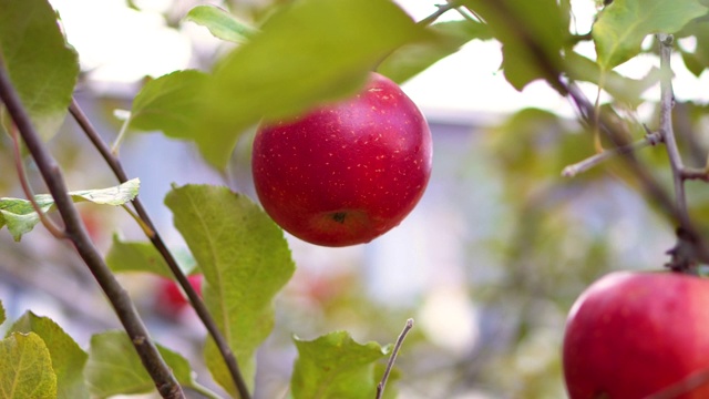 近距离看树上的红苹果视频下载