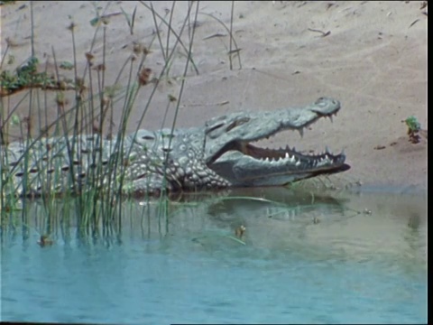 一条鳄鱼张开大口躺在沼泽地的岸边。视频素材