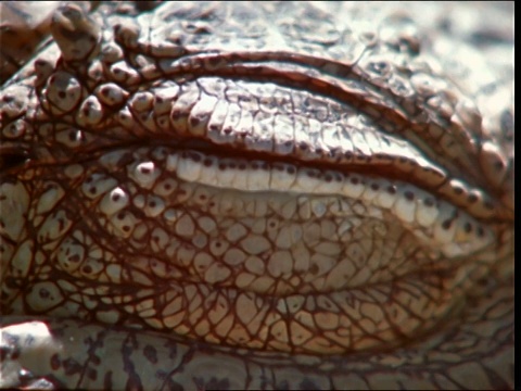 鳄鱼眨眼。视频素材