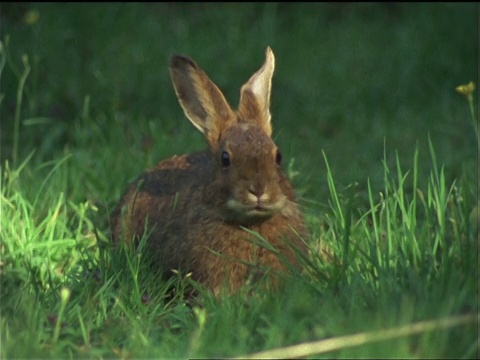 在奥林匹克国家公园里，一只兔子一边吃草，一边小心翼翼地看着。视频素材