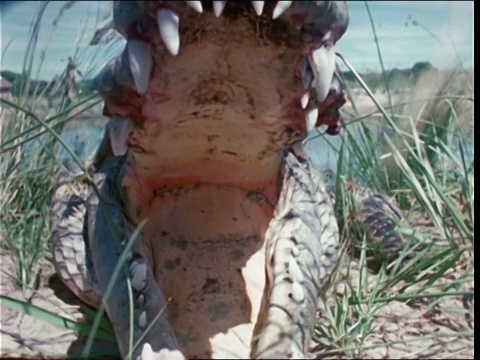 一条鳄鱼张着大嘴躺在草地上。视频素材