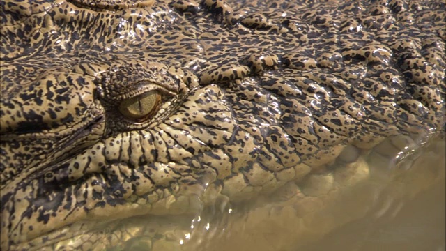 一条鳄鱼在一条泥泞的河的水面上游泳。视频下载