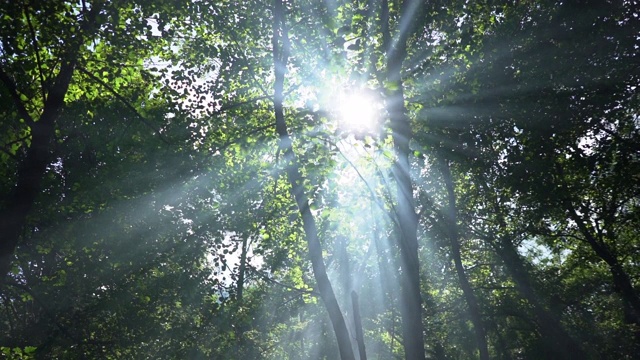 阳光透过森林的树枝。视频下载