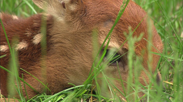 一只有斑点的小鹿在草地上休息。视频素材